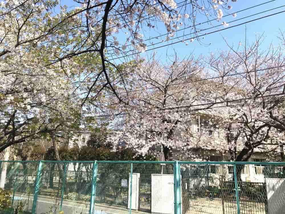 cherryblossom-at-school-ground