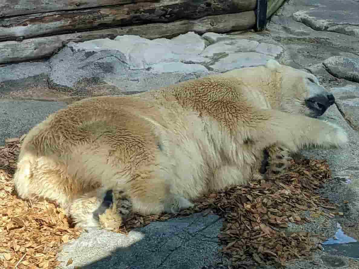 大きな白熊が寝ている写真