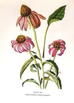 Picture-of-Echinacea-flowers