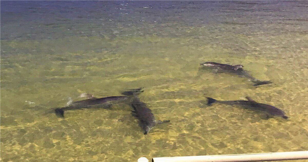 タンガルーマアイランドリゾート（Tangalooma Island Resort）に夕方来る野生イルカ達が泳いでいる写真