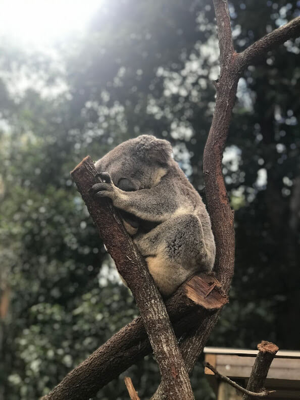 動物園『ワイルドライフ』のコアラが木で寝ている