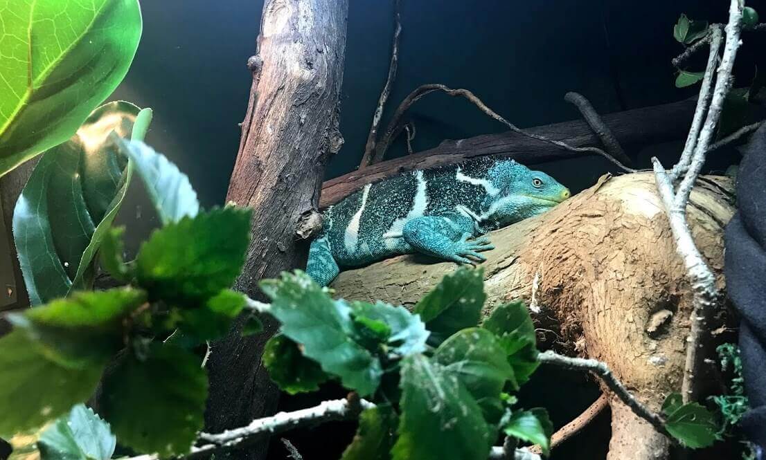 サンシャインコーストの動物園『HQ』にいるきれいな爬虫類の写真。