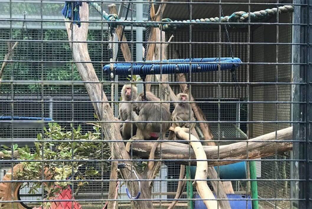 サンシャインコーストの人気動物園『HQ』の猿の写真