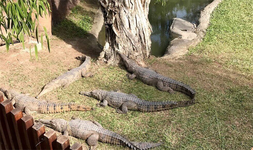 Australia Zoo に入園して直ぐの場所にある『Alligator』を撮った時の写真