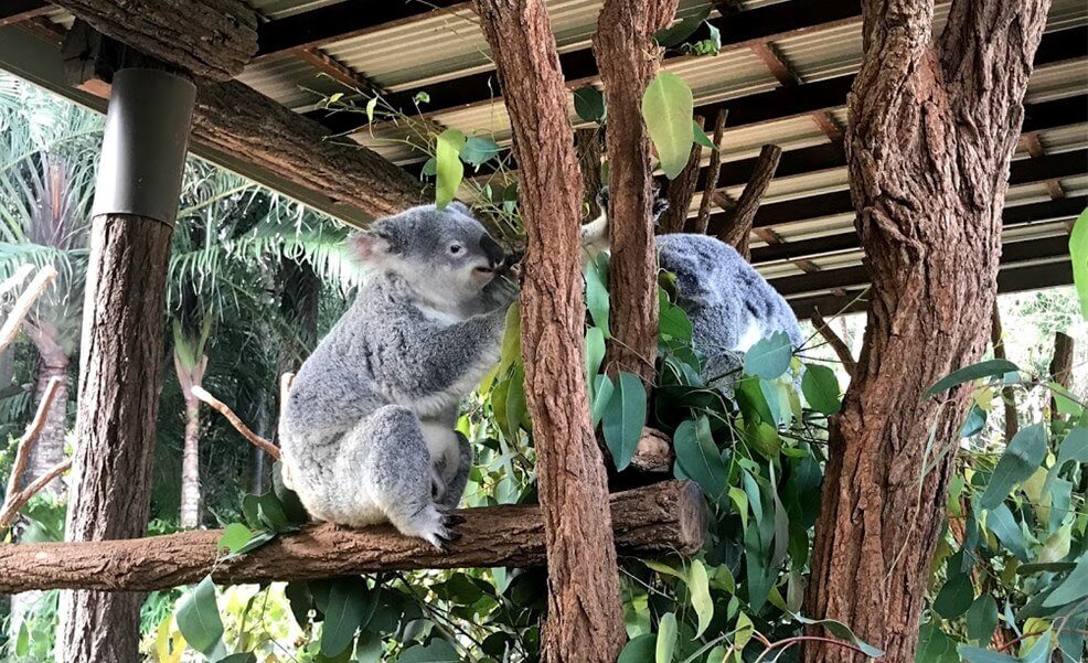 Australia Zoo の入り口付近にいるコアラ達を撮った写真