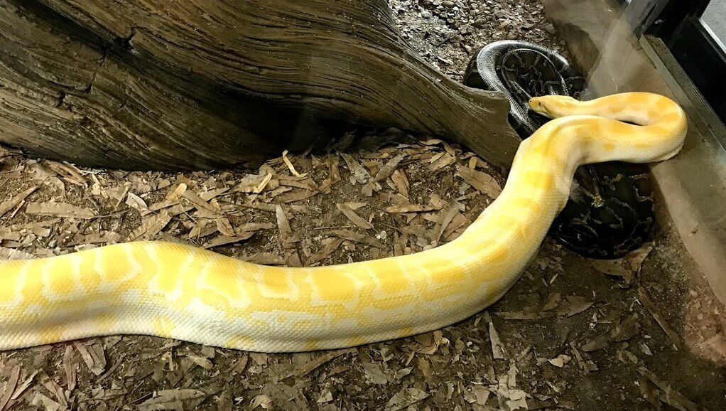 Australia Zoo にいるAlbino Burmese Python の写真