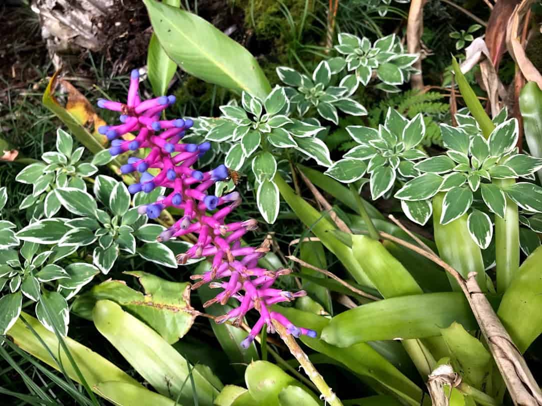「ジンジャーファクトリー」の園内に生えているブロメリアの一種【Aechmea Gamosepala】の葉と花の写真
