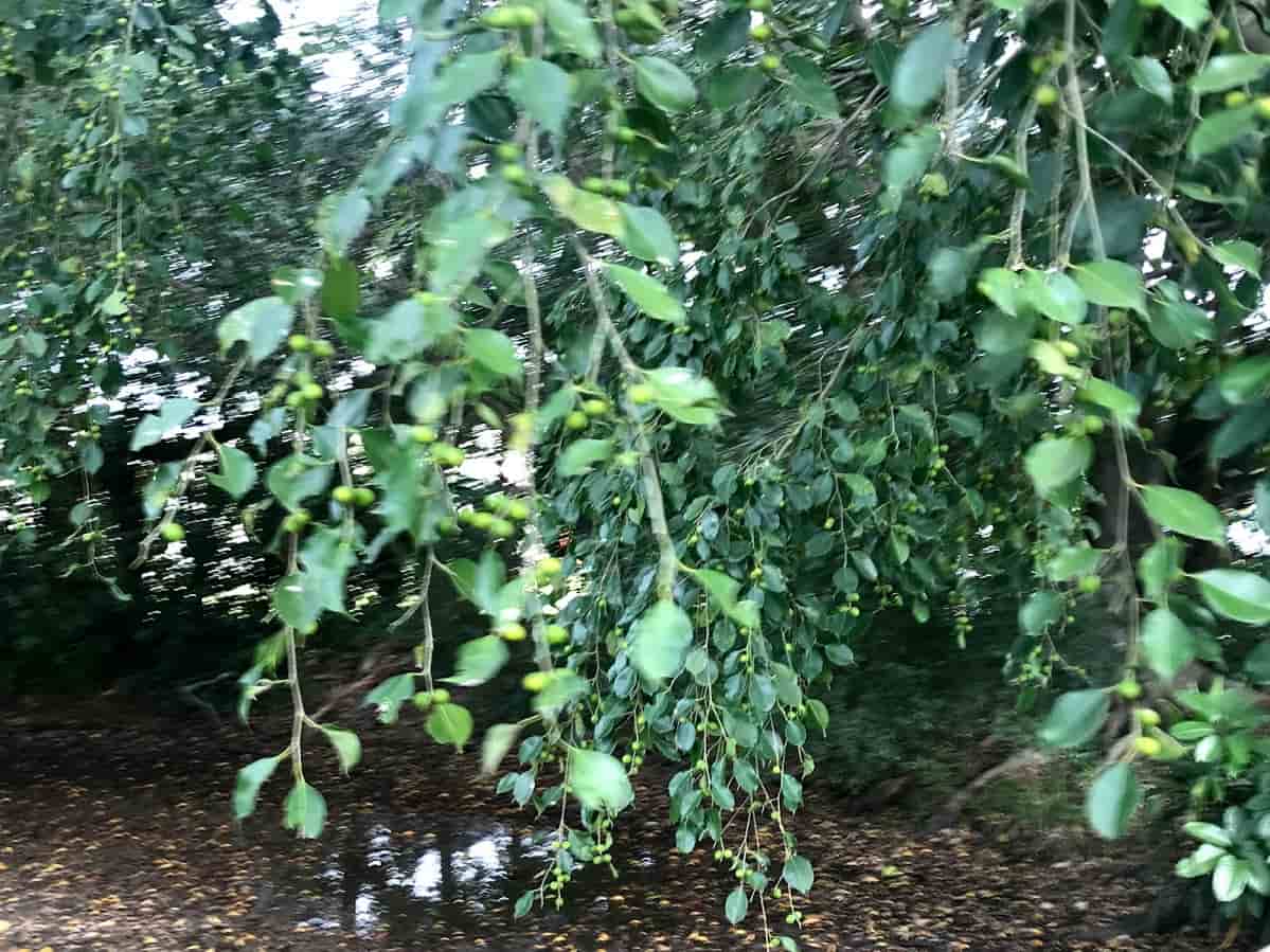 オーストラリア原産の「Kakadu Plum」の木と実