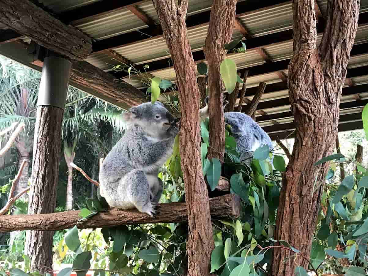 オーストラリア動物園のコアラが2匹写っている写真  @kosodatebrisbane.com 