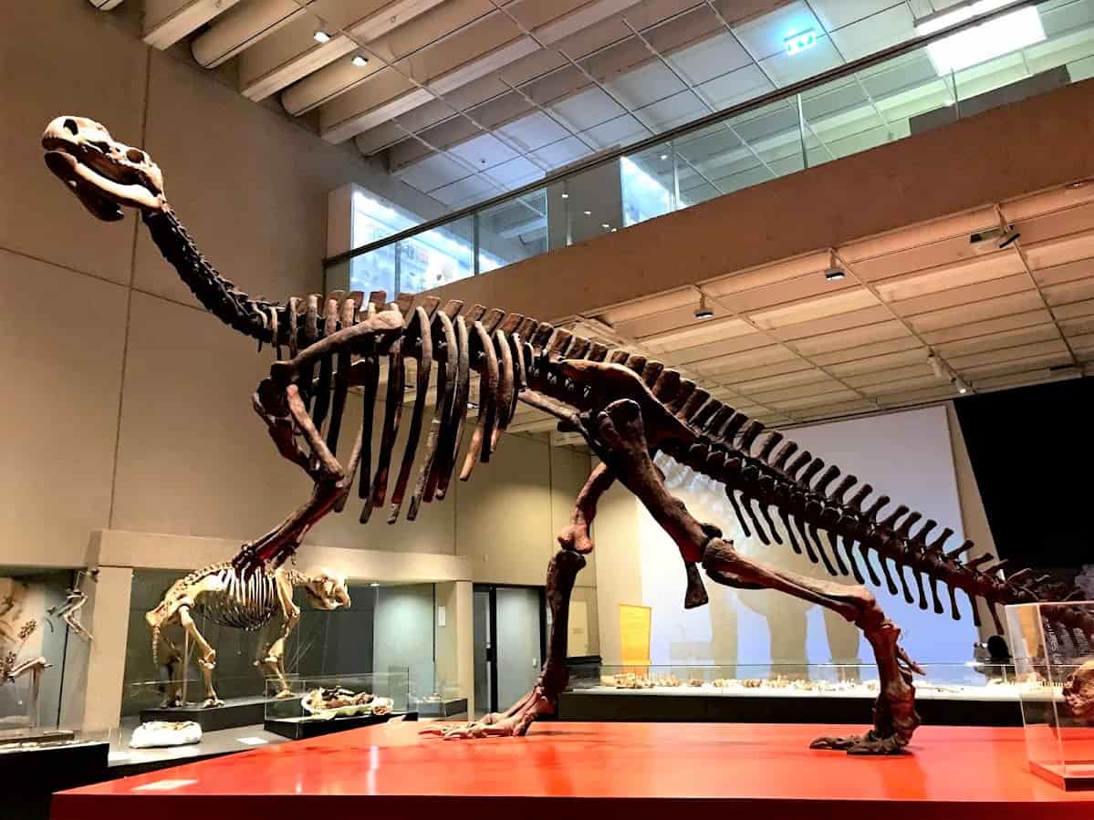 QLD Museum に展示されている恐竜の化石「Muttaburrasaurus」の骨格の写真