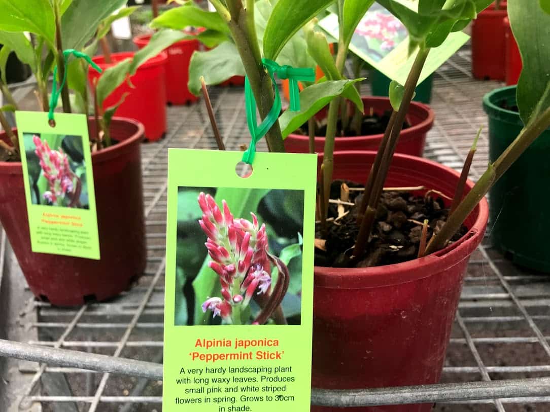 ナーサリーで販売している『Alpinia japonica』という名前の鉢入り植物