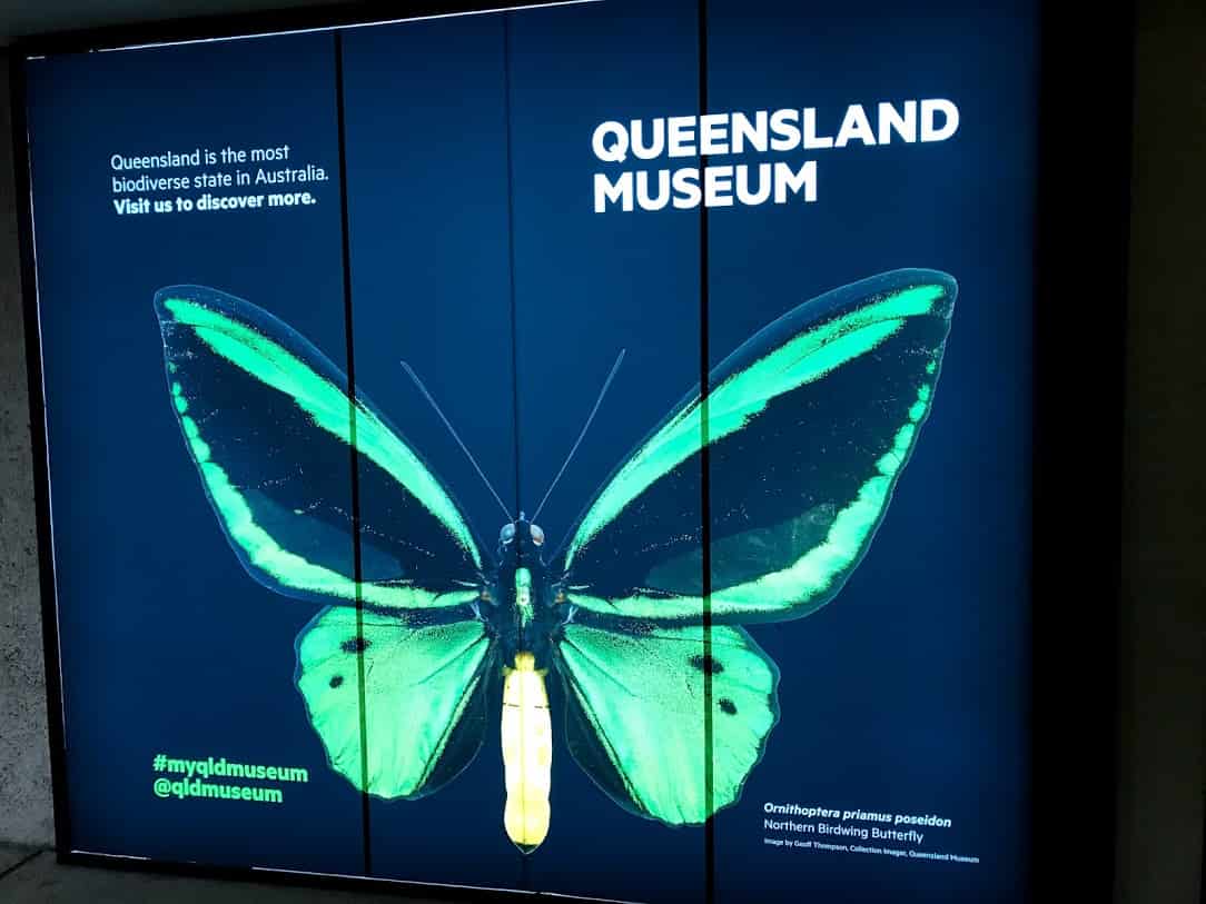 オーストラリアのクイーンズランドに生息する「northern birdwing butterfly」の写真が載った【Queensland Museum】のサイン