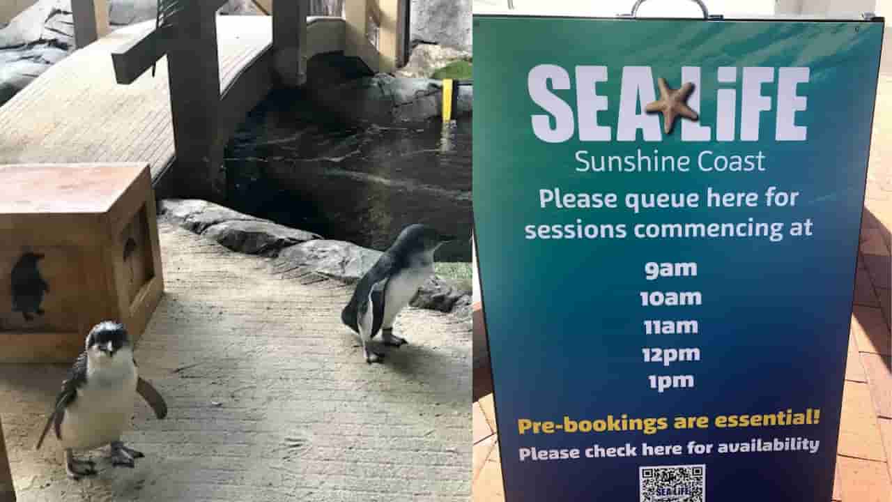 SEA LIFE のペンギンと最新の入場時間サインの写真