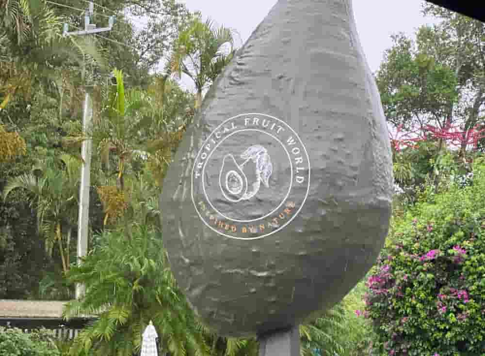 Tropical Fruit World のランドマーク的 大きなアボカド